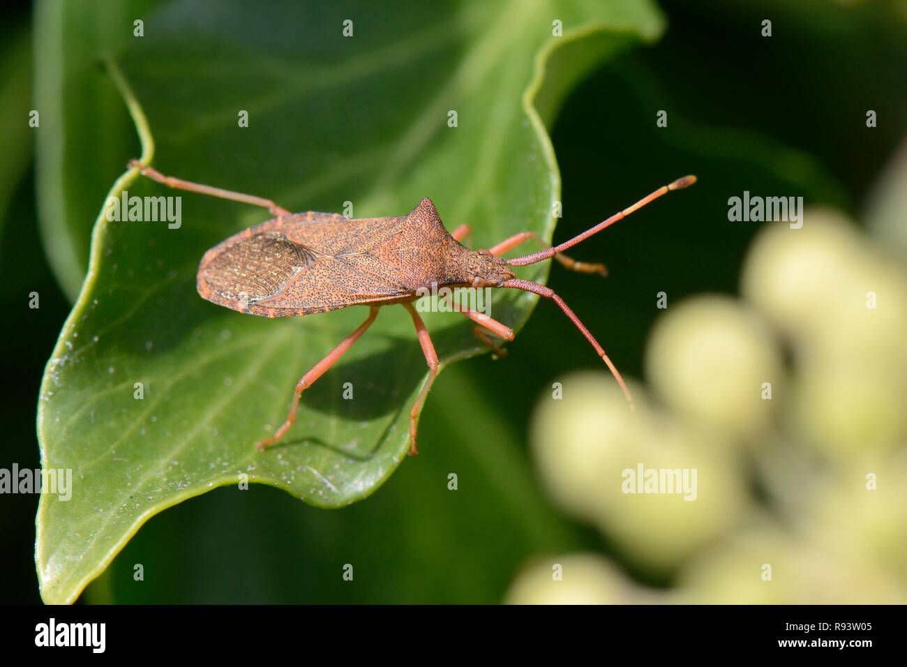 Gonocerus acuteangulatus, Bug () auf Efeu Blätter in einem Garten, Wiltshire, UK, September. Ein national gefährdeten Arten, jetzt die UK-Bereich. Stockfoto