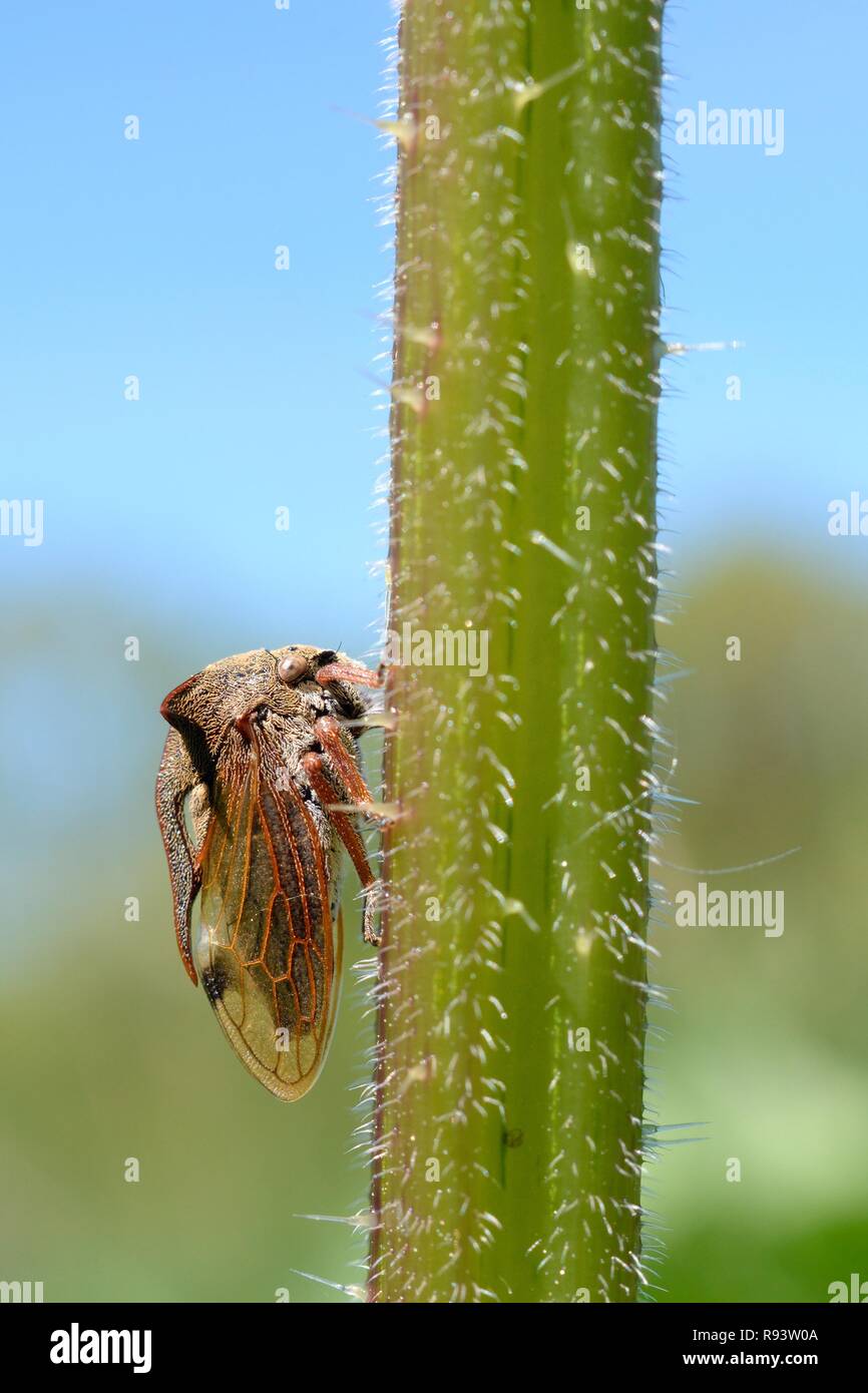 Gehörnte treehopper/Thorn - Hopper (Centrotus Dais) auf Nessel Stammzellen am Rand einer Wiese, Wiltshire, UK, Mai. Stockfoto