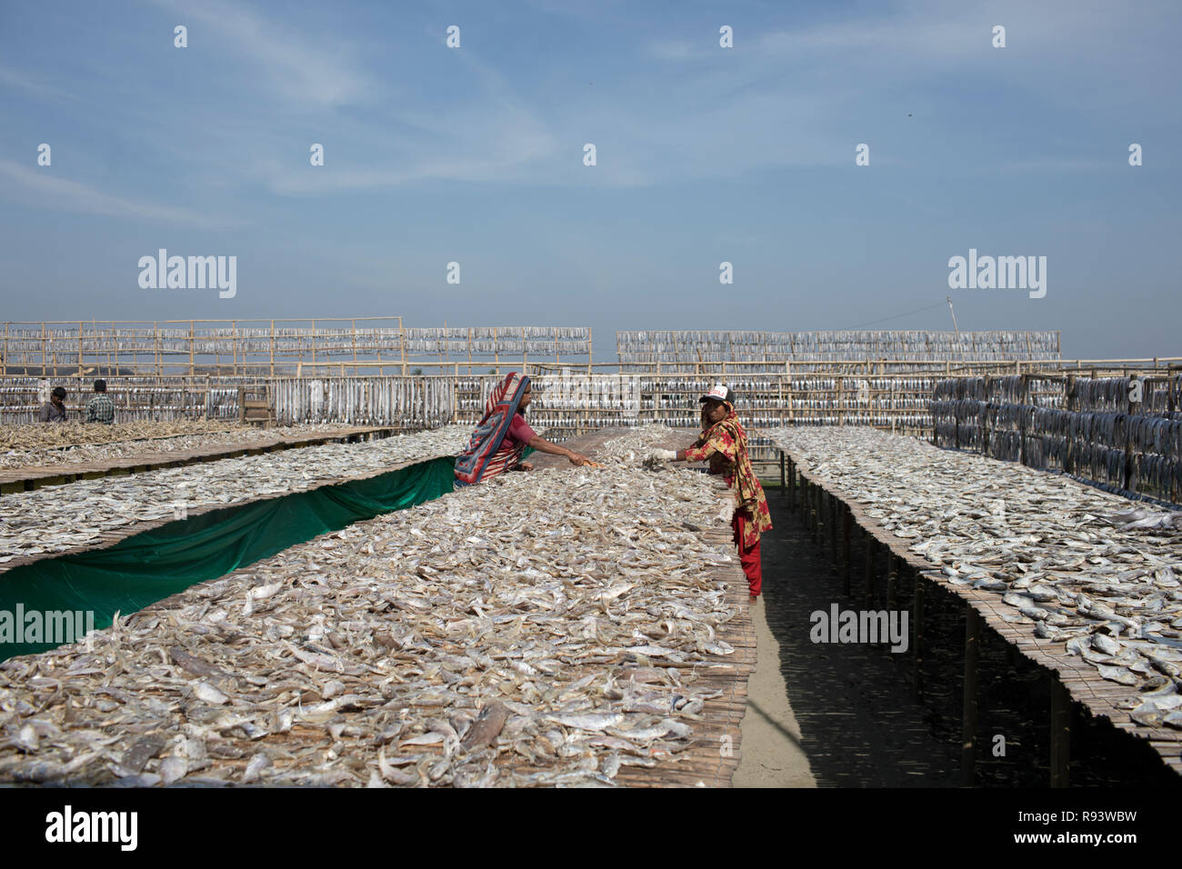 Arbeitnehmer, die Verarbeitung von Fisch im trockenen Fisch Werk Cox Bazar, Bangladesch Nazirartek getrocknet werden. Stockfoto