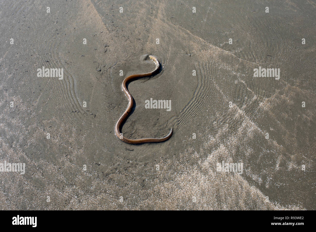 Asiatische Aal Sumpf auf das Meer Strand von Cox's Bazar. Bangladesch Stockfoto