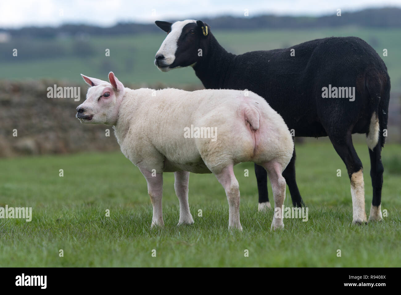 Beltex Lamm auf einem Zwartble Ewe, als Embryo Transplant geboren. Co Durham, UK. Stockfoto