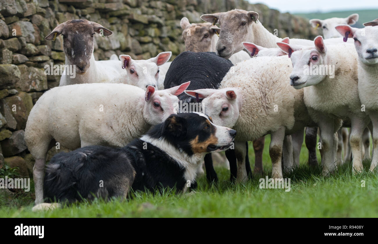 Herde von Schafen und Lämmern schnüffeln an einem Border Collie Schäferhund. UK. Stockfoto