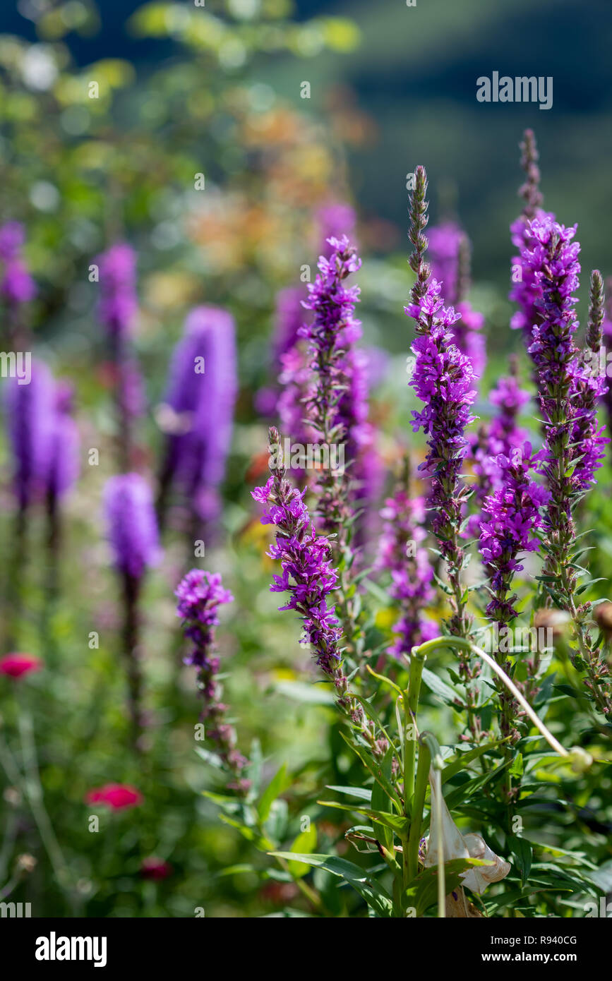 Bunte outdoor Natur Nahaufnahme floralen Bild von einem Feld von blutweiderich in einem Garten an einem Sommertag mit natürlichen unscharfen Hintergrund Stockfoto