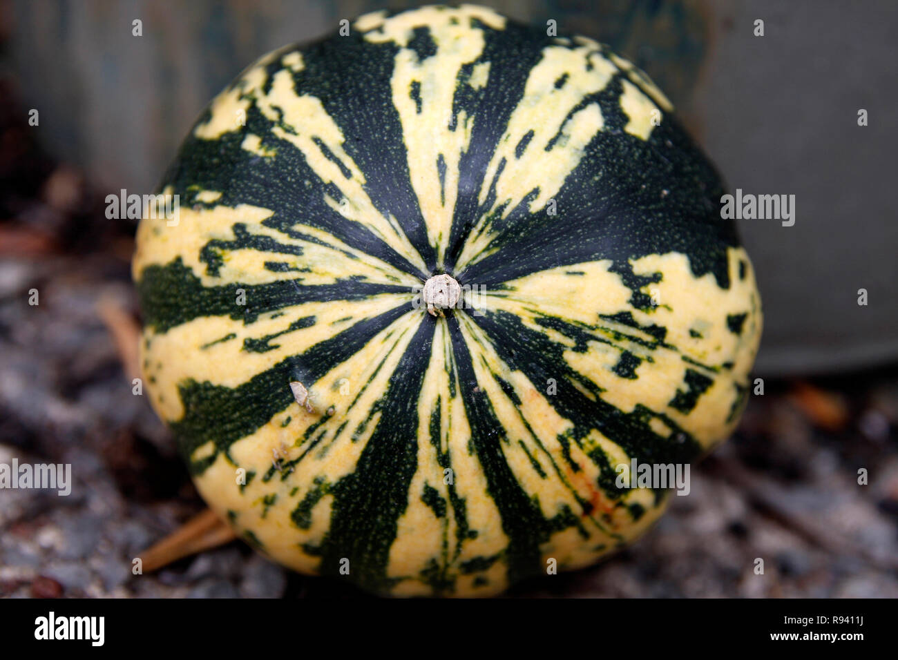 Frisch gepflückt Bio Kürbis Stockfoto