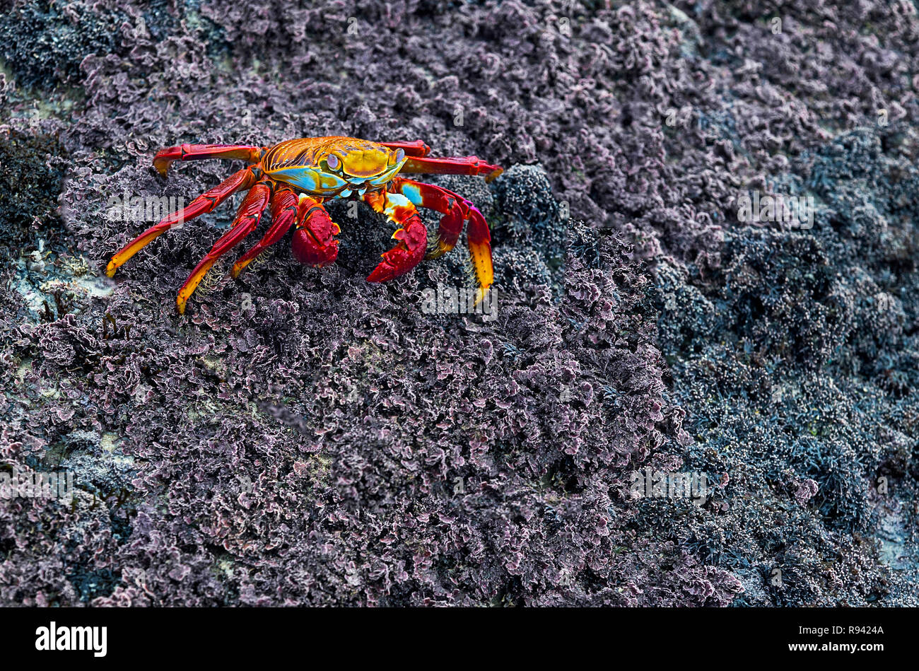 Sally Lightfoot Crab (Grapsus grapsus) laufen über dunklen vulkanischen Boden, Marsh Krabben Familie (Grapsidae), die Insel Isabela, Galapagos, Ecuador Stockfoto