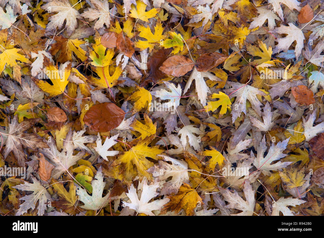 Ahorn (lat. Acer) Herbst Laub, Blätter. Ahorn (lat. Acer) Herbstlaub, Blaetter. Stockfoto