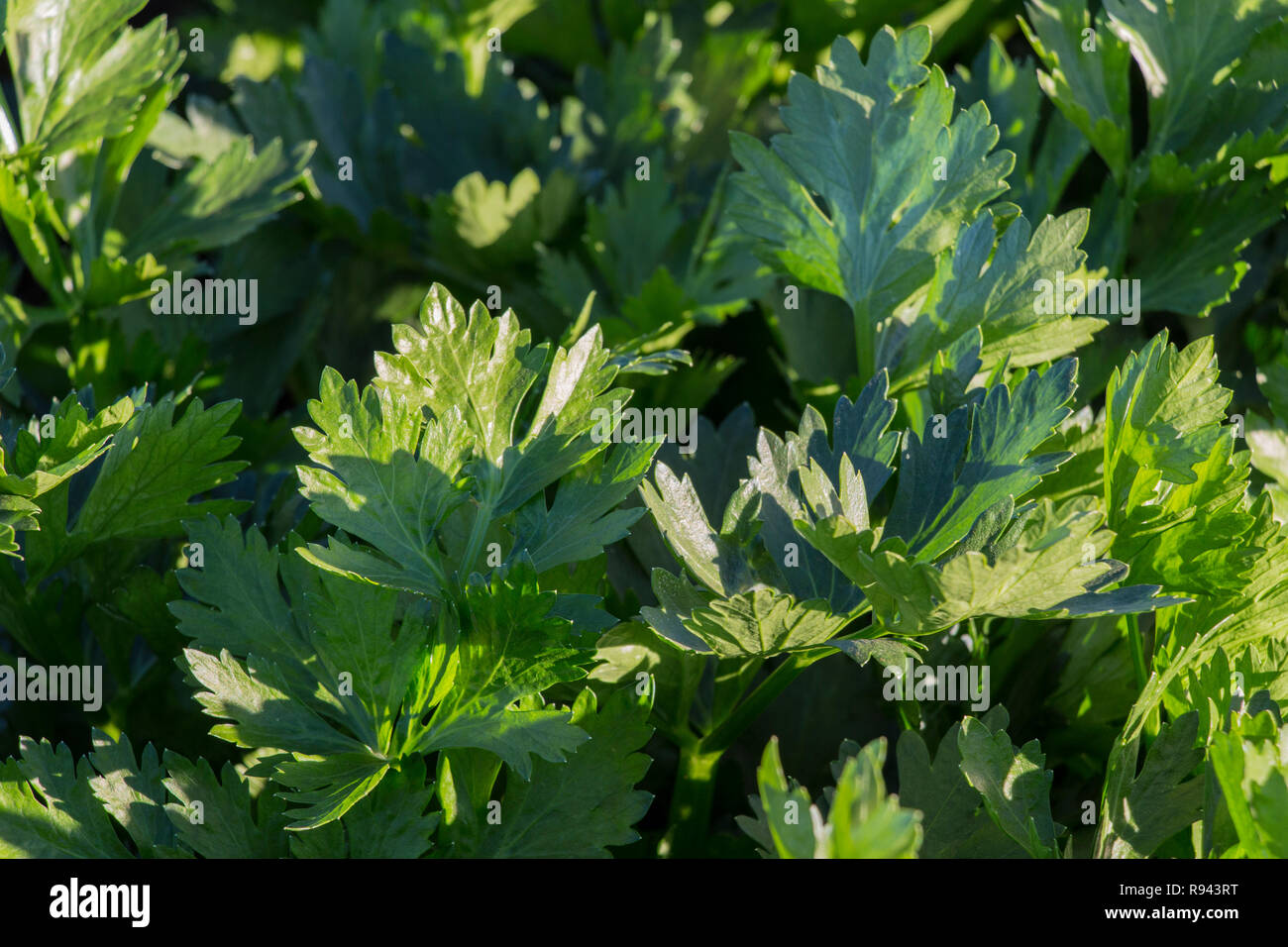Eine grüne frische Sellerie Pflanzen im Gemüsegarten, Sellerie Anbau, grüne Blätter Stockfoto