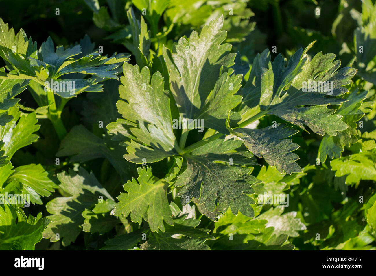Grüne Sellerie Sellerie Anbau, grüne Sellerie in Gemüsegarten Stockfoto