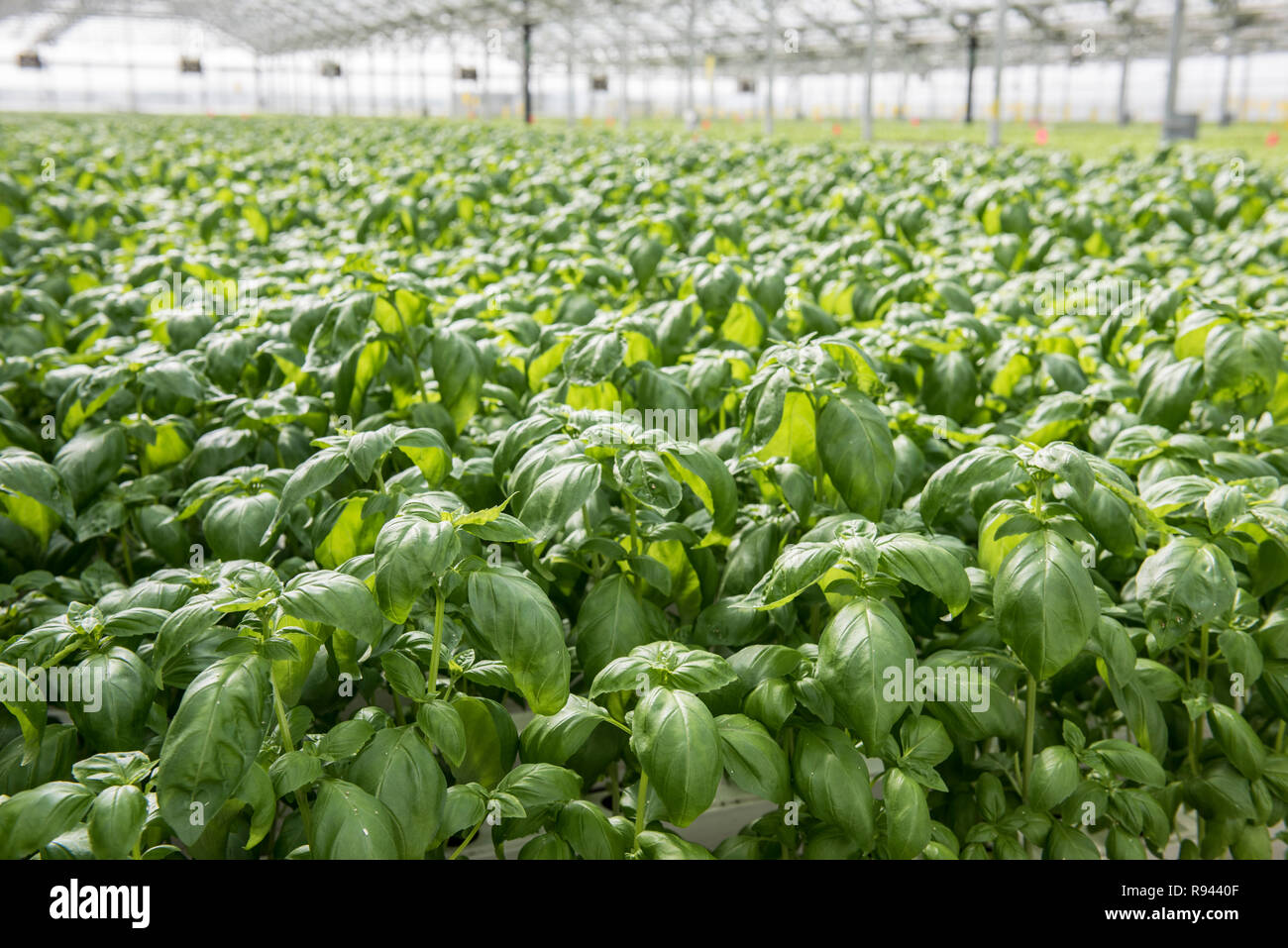 Hydroponics Stil des Anbaus Stockfoto