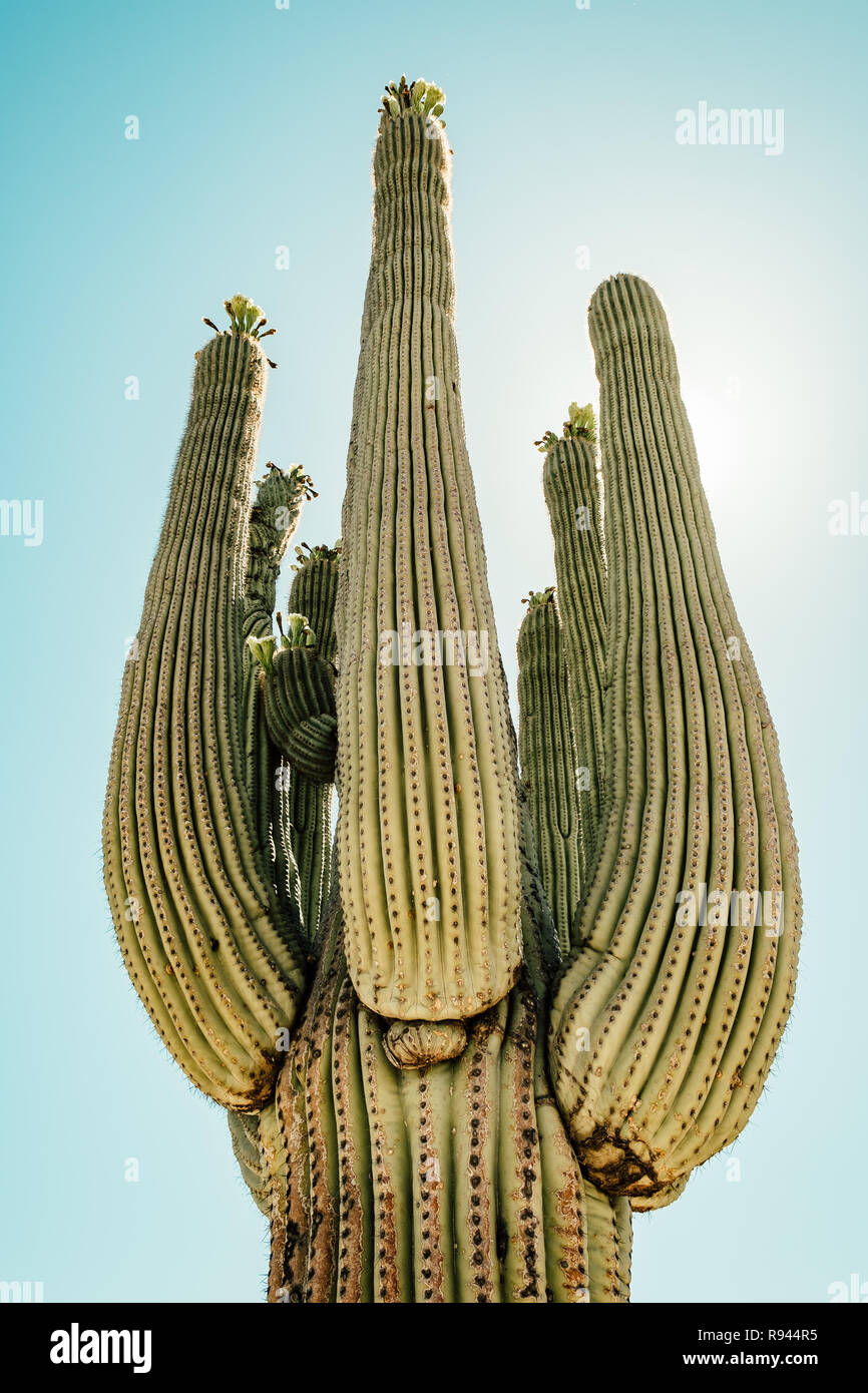Saguaro Kaktus in der Sonora Wüste im Saguaro National Park in Tuscon, Arizona, USA Stockfoto