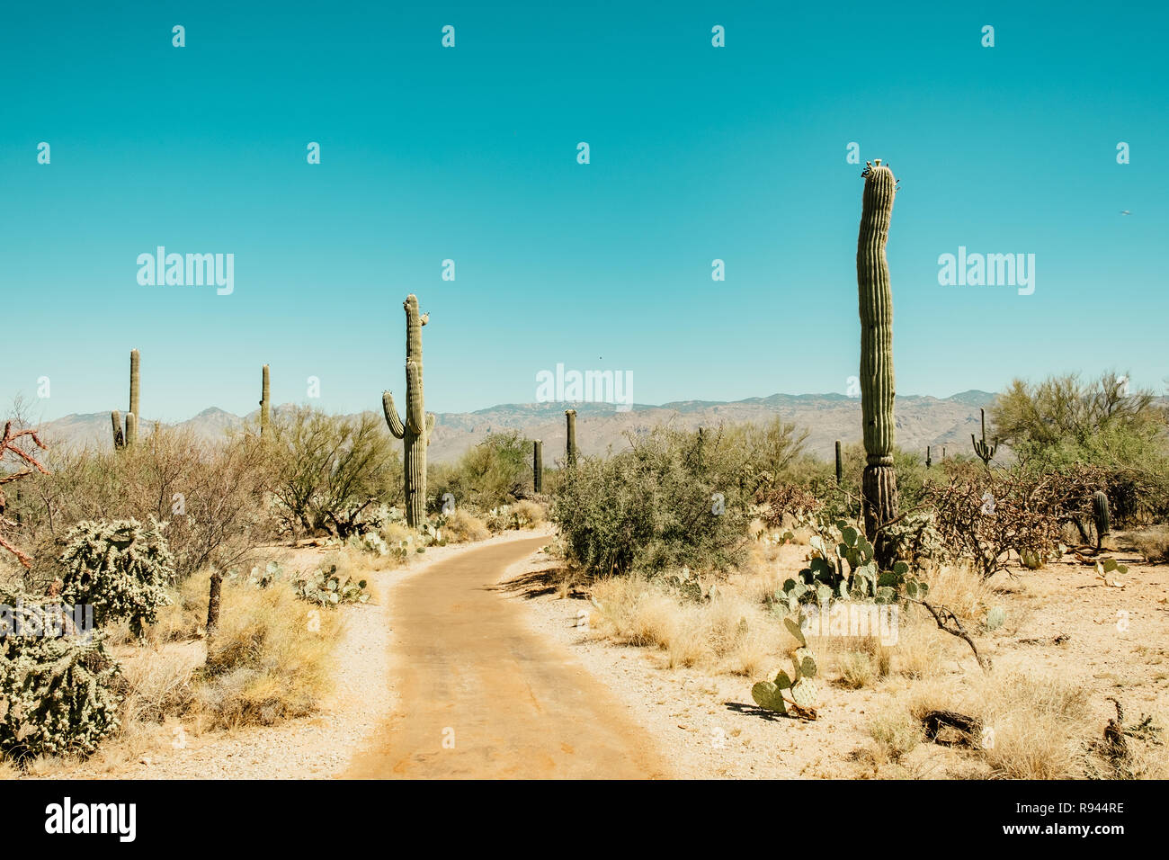Schmutz weg um Saguaro Kaktus in der Sonora Wüste im Saguaro National Park in Tuscon, Arizona, USA Stockfoto