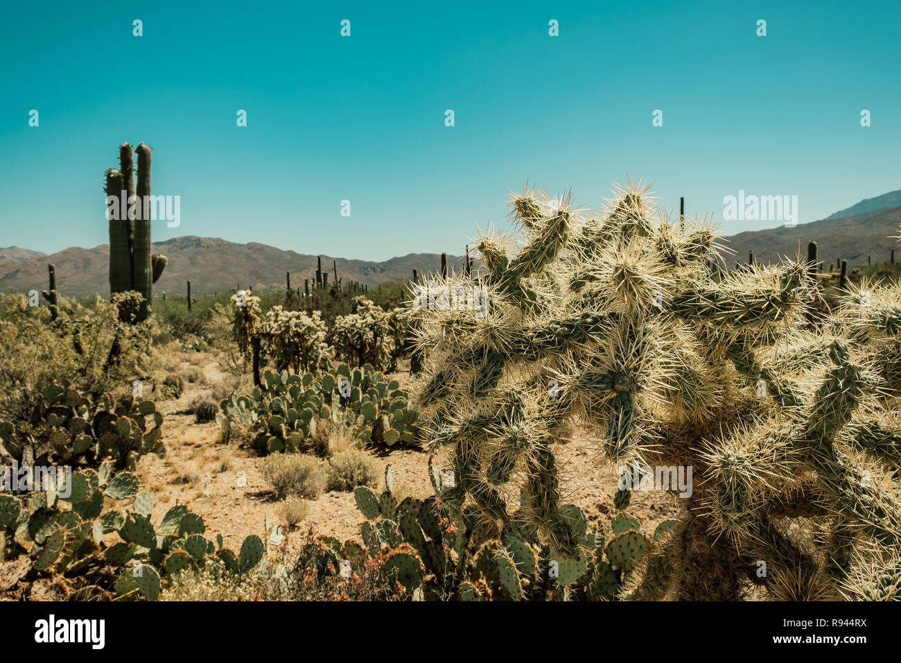 Eine Vielzahl von Kakteen Arten, Cholla Cactus, Feigenkakteen, Saguaro Cactus in der Sonora Wüste im Saguaro National Park in Tuscon, Arizona, USA Stockfoto