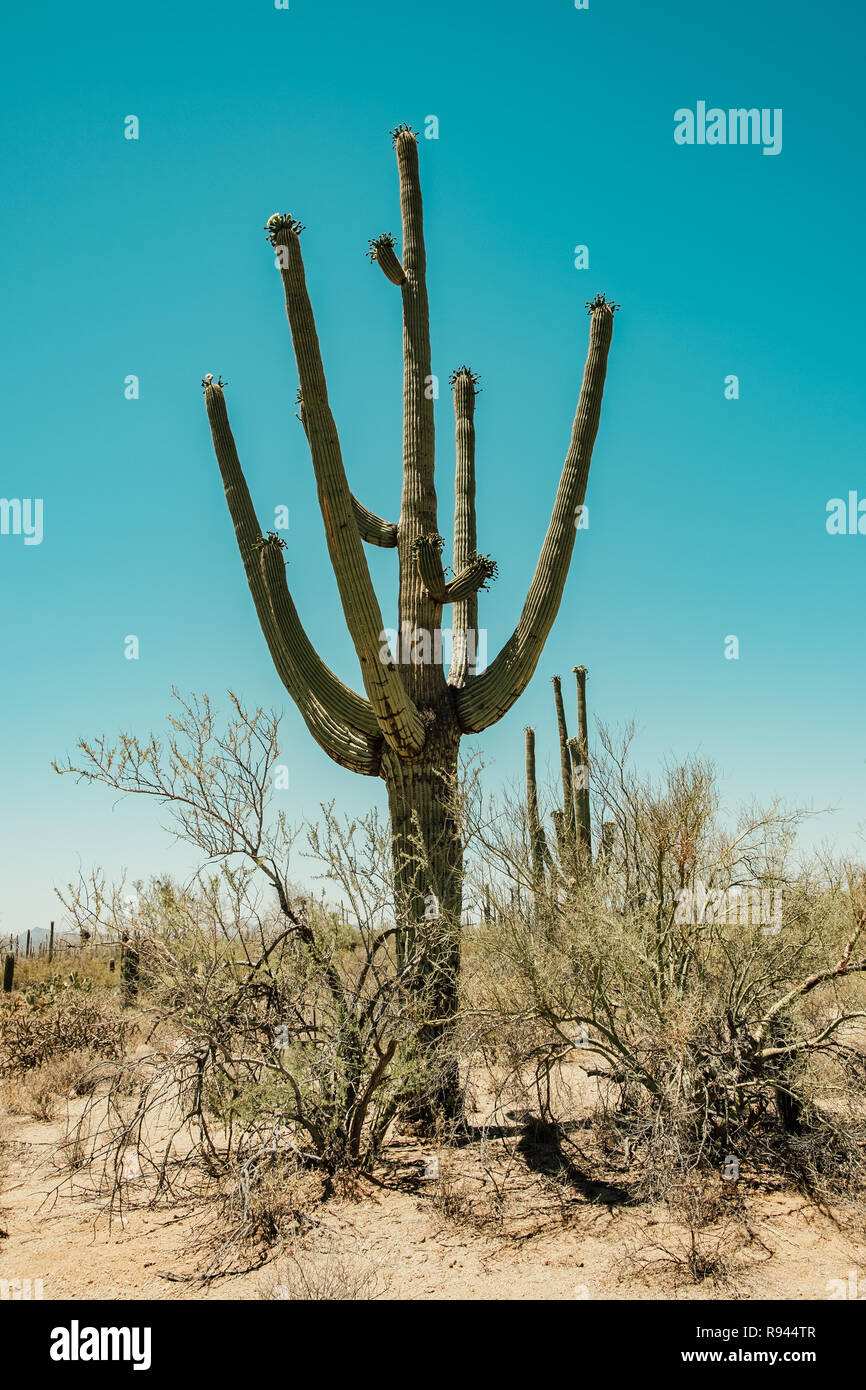 Saguaro Kaktus in der Sonora Wüste im Saguaro National Park in Tuscon, Arizona, USA Stockfoto