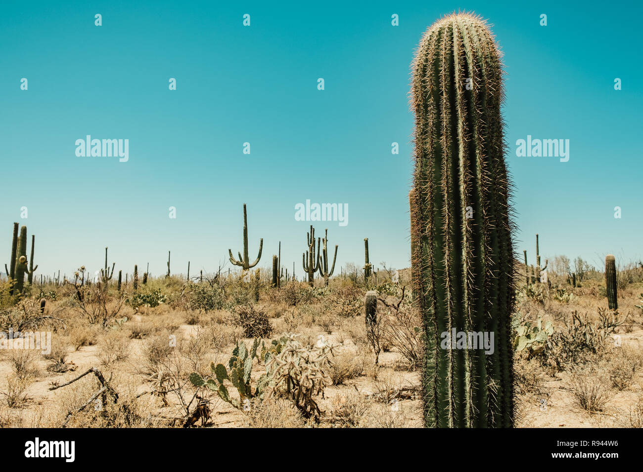 Eine Vielzahl von Kakteen Arten, Cholla Cactus, Feigenkakteen, Saguaro Cactus in der Sonora Wüste im Saguaro National Park in Tuscon, Arizona, USA Stockfoto