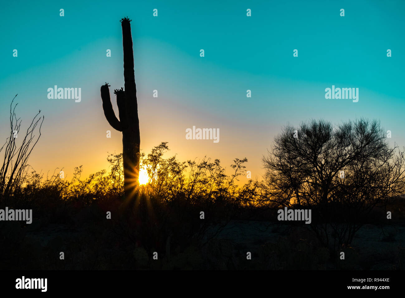 Silhouette des gigantischen Saguaro Kaktus bei Sonnenaufgang oder Sonnenuntergang in der Sonora Wüste im Saguaro National Park in Tuscon, Arizona, USA Stockfoto