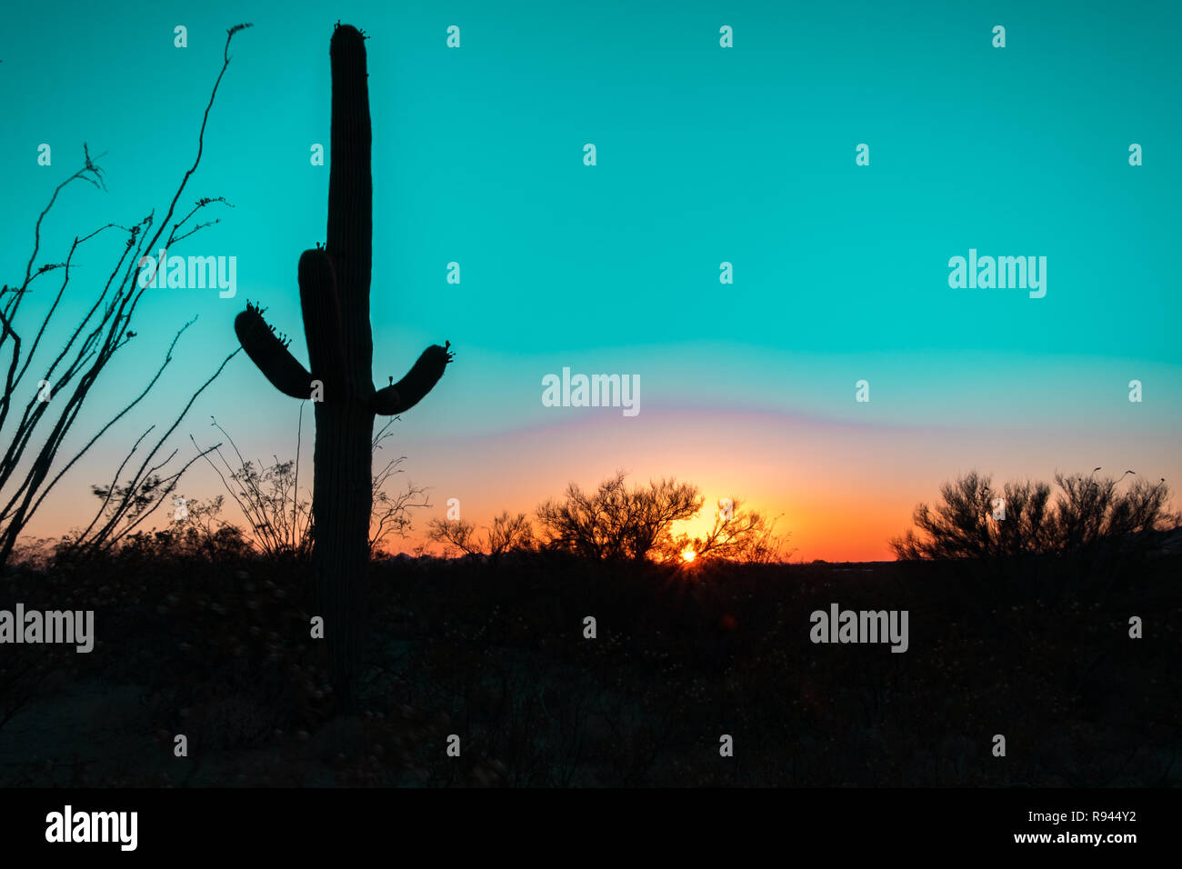 Silhouette des gigantischen Saguaro Kaktus bei Sonnenaufgang oder Sonnenuntergang in der Sonora Wüste im Saguaro National Park in Tuscon, Arizona, USA Stockfoto
