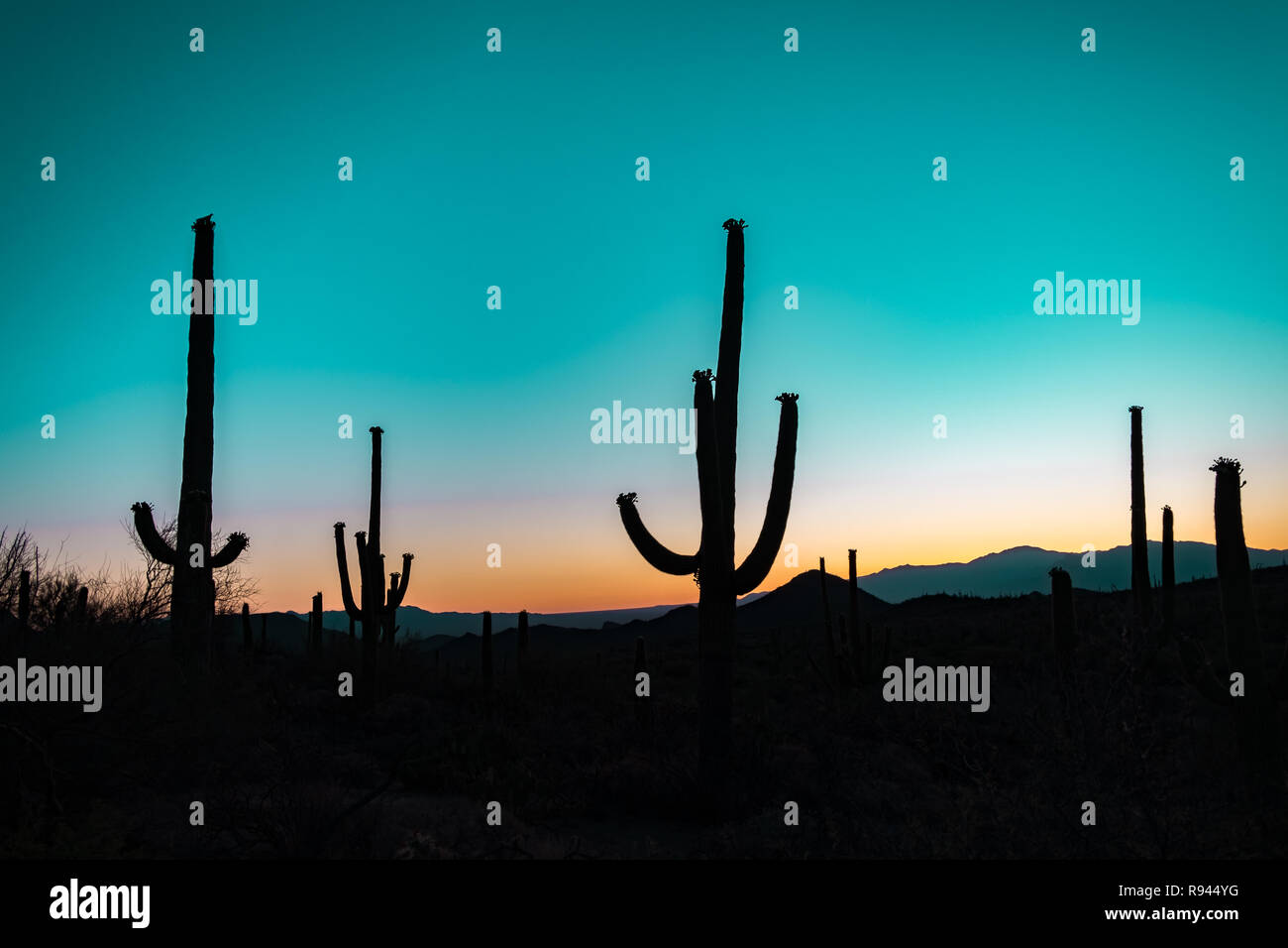 Silhouette des gigantischen Saguaro Kaktus bei Sonnenaufgang oder Sonnenuntergang in der Sonora Wüste im Saguaro National Park in Tuscon, Arizona, USA Stockfoto