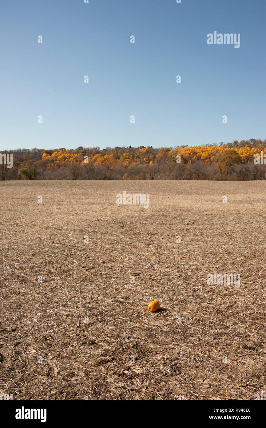 Lonely Kürbis in einem Feld Stockfoto