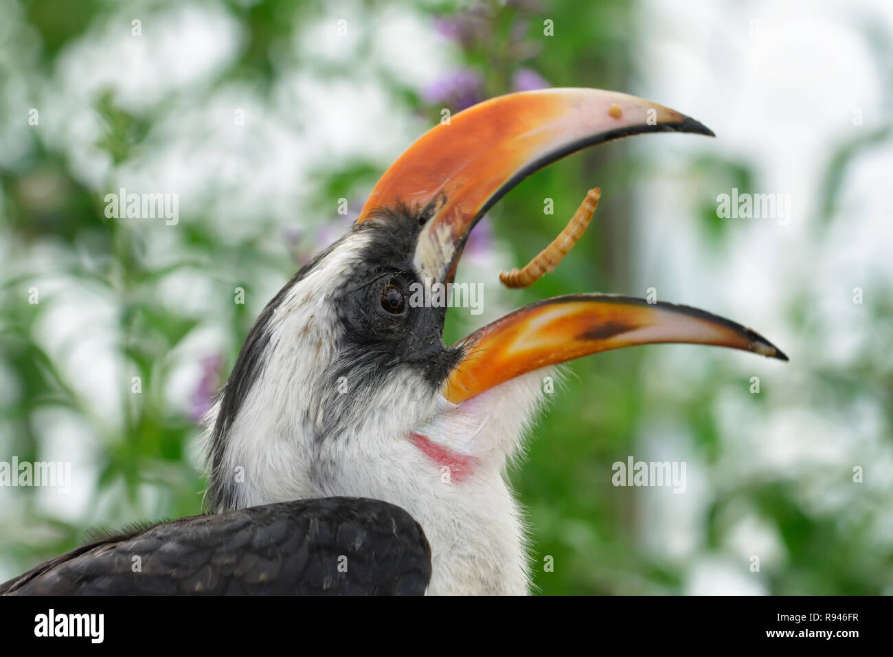 Von der Decken's hornbill Essen grub Stockfoto