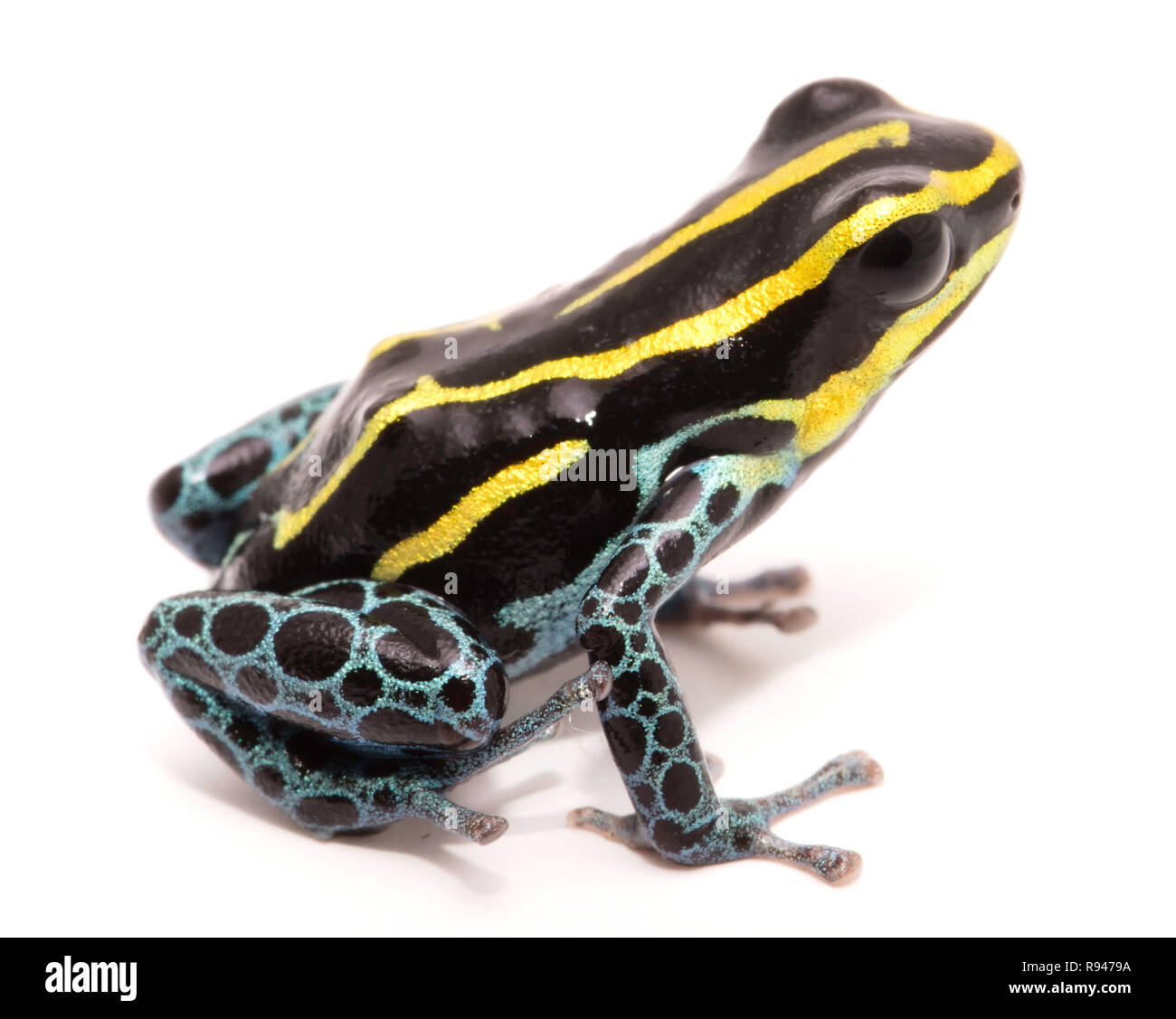 Gelb gestreifte Poison dart Frog, Ranitomeya ventrimaculata. Makro einer kleinen giftigen Tier, aus dem Regenwald des Amazonas. Frosch solated auf Weiß. Stockfoto