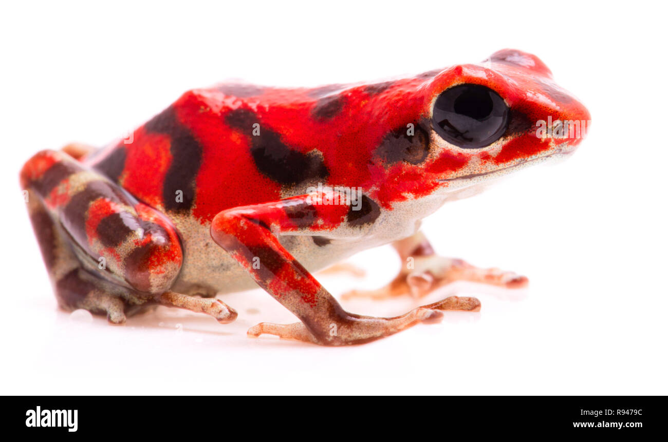 Red poison arrow Frog, einem tropischen Regenwald Tier giftig, Oophaga pumilio isoliert auf einem weißen Hintergrund. Stockfoto
