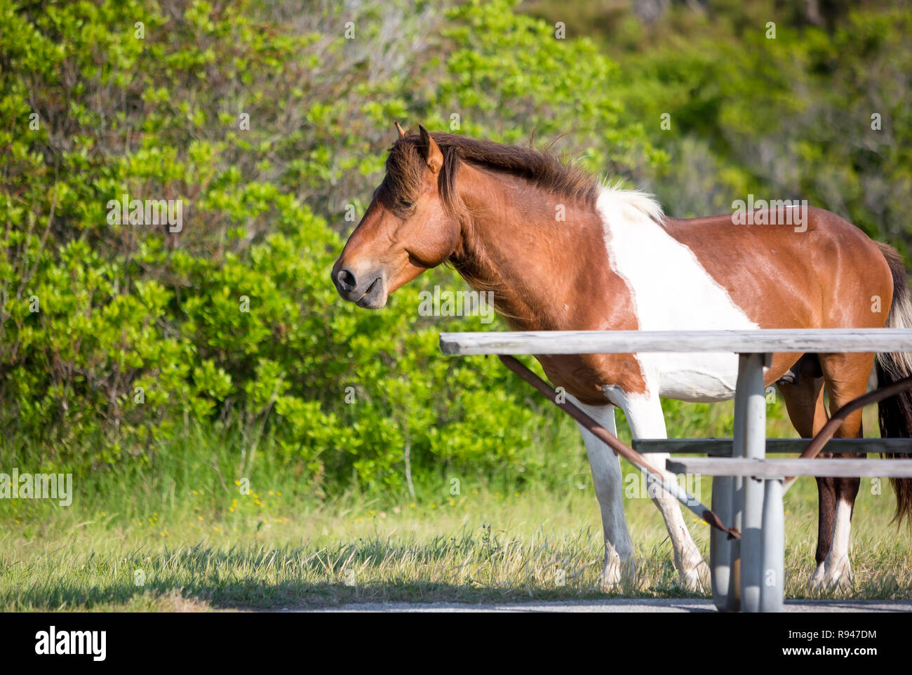 Ein wildes Pony (Equus caballus) Neben einem Picknicktisch in einem Campingplatz bei Assateague Island National Seashore, Maryland Stockfoto