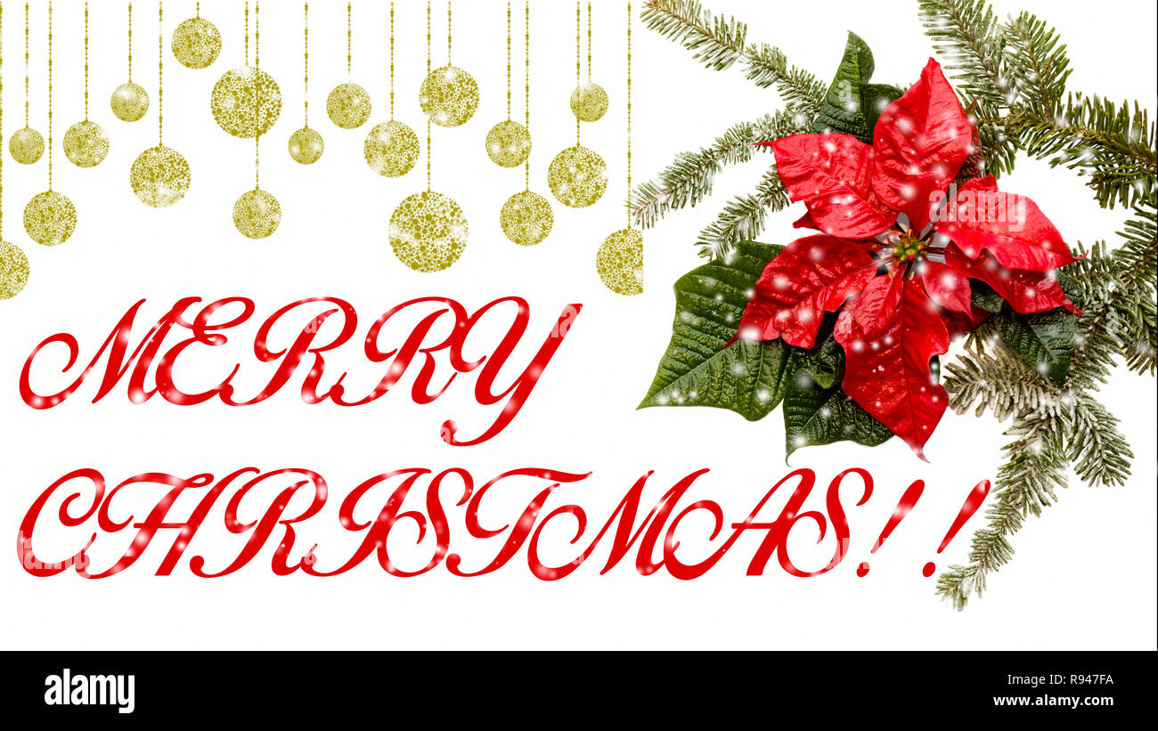 Weihnachtsstern Blume mit Tannenbaum und Schnee auf weißem Hintergrund. Grüße Weihnachtskarte. Postkarte. Der Weihnachtszeit. Rot, Weiß und Grün. "Frohe Weihnachten! Stockfoto