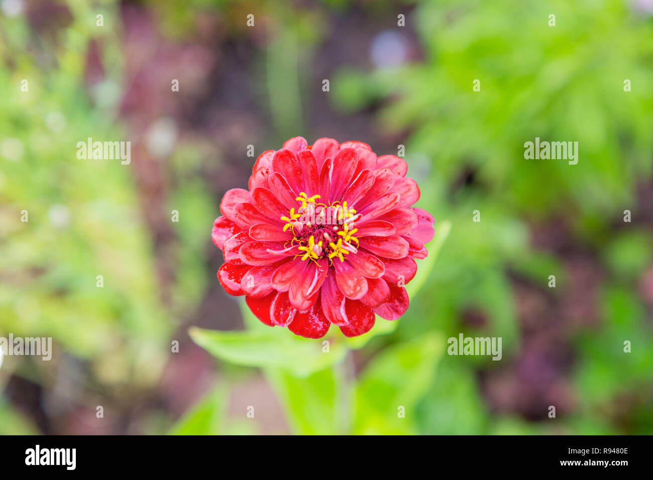 Schöne rote Blume. Die Aussicht von oben. Hintergrund Stockfoto