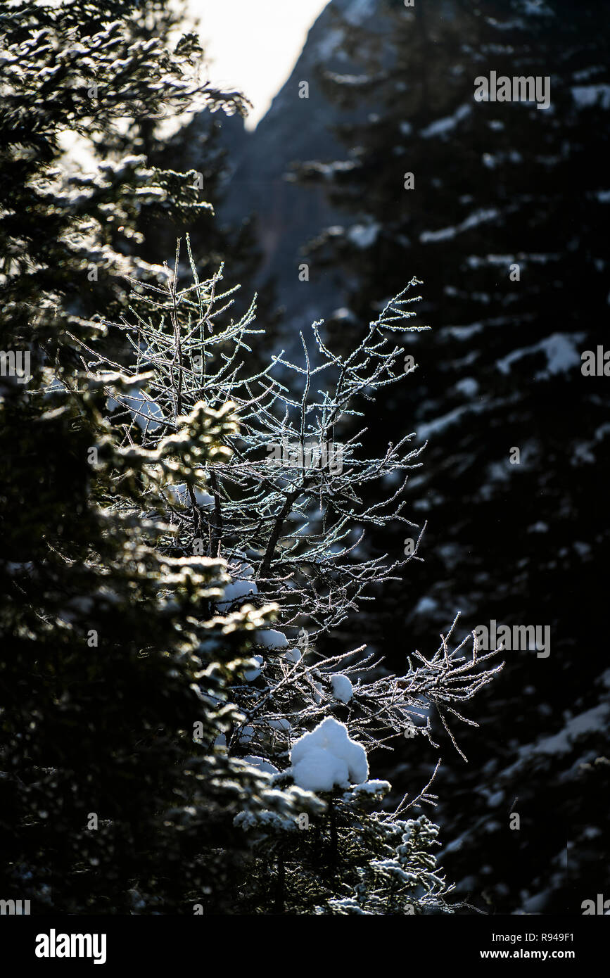 Die Reflexionen des Lichts zwischen den schneebedeckten Ästen der Kiefern im Winter Stockfoto