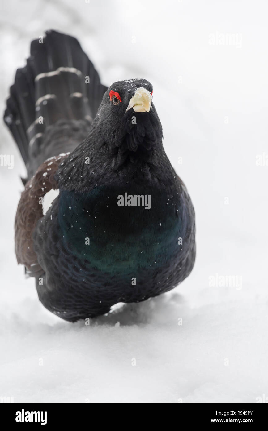 Auerhahn, Tetrao urogallus, männliche Western auerhahn Auerhahn Stockfoto