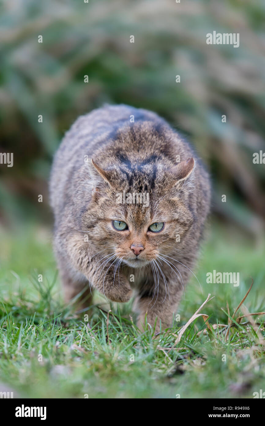 Europaeische Wildkatze, Felis Silvestris, Europäische Wildkatze Stockfoto