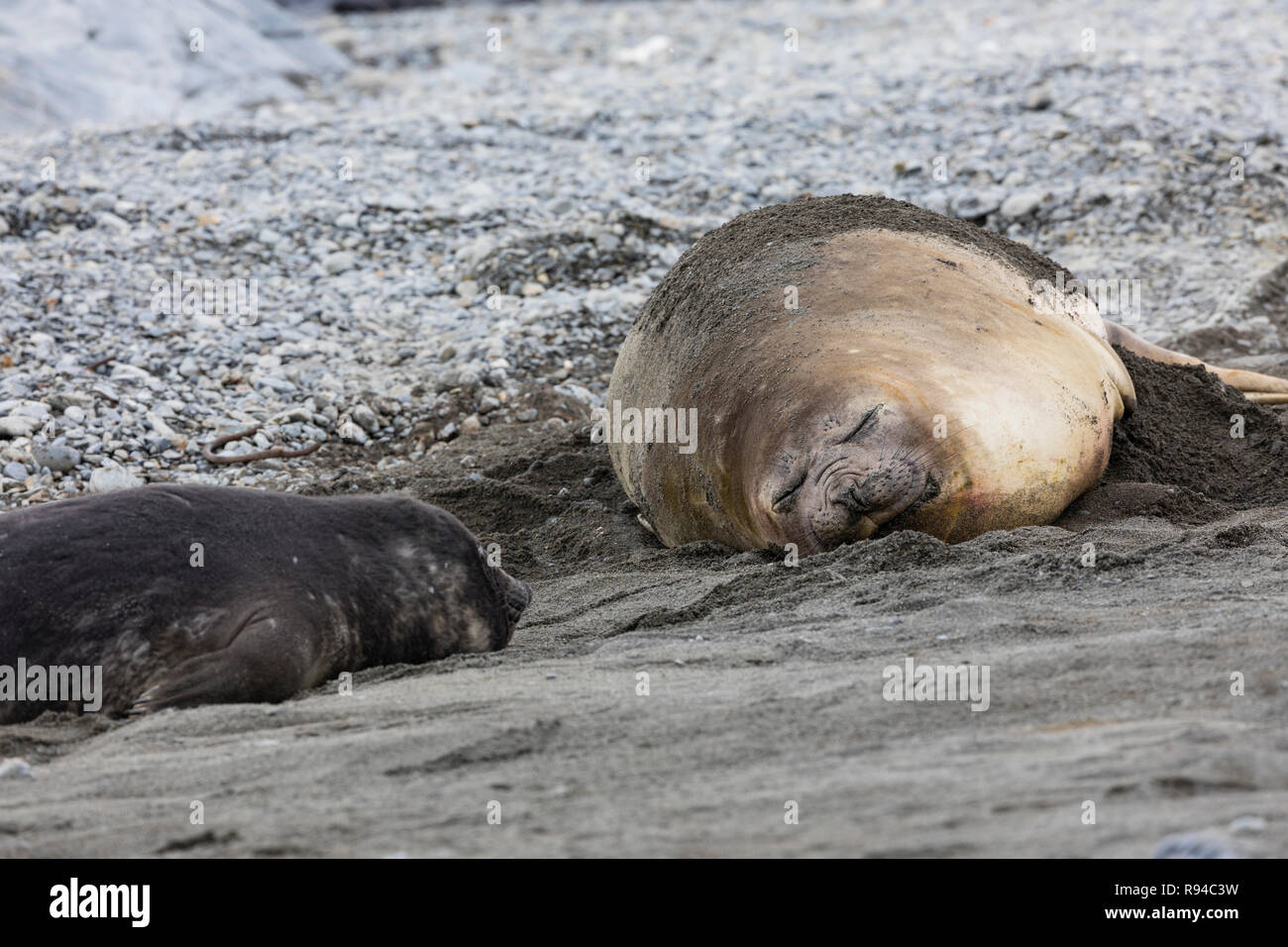 Weibliche südlichen Elephant Seal mit Ihr Welpe auf Fortuna Bay, South Georgia, Antarktis Stockfoto