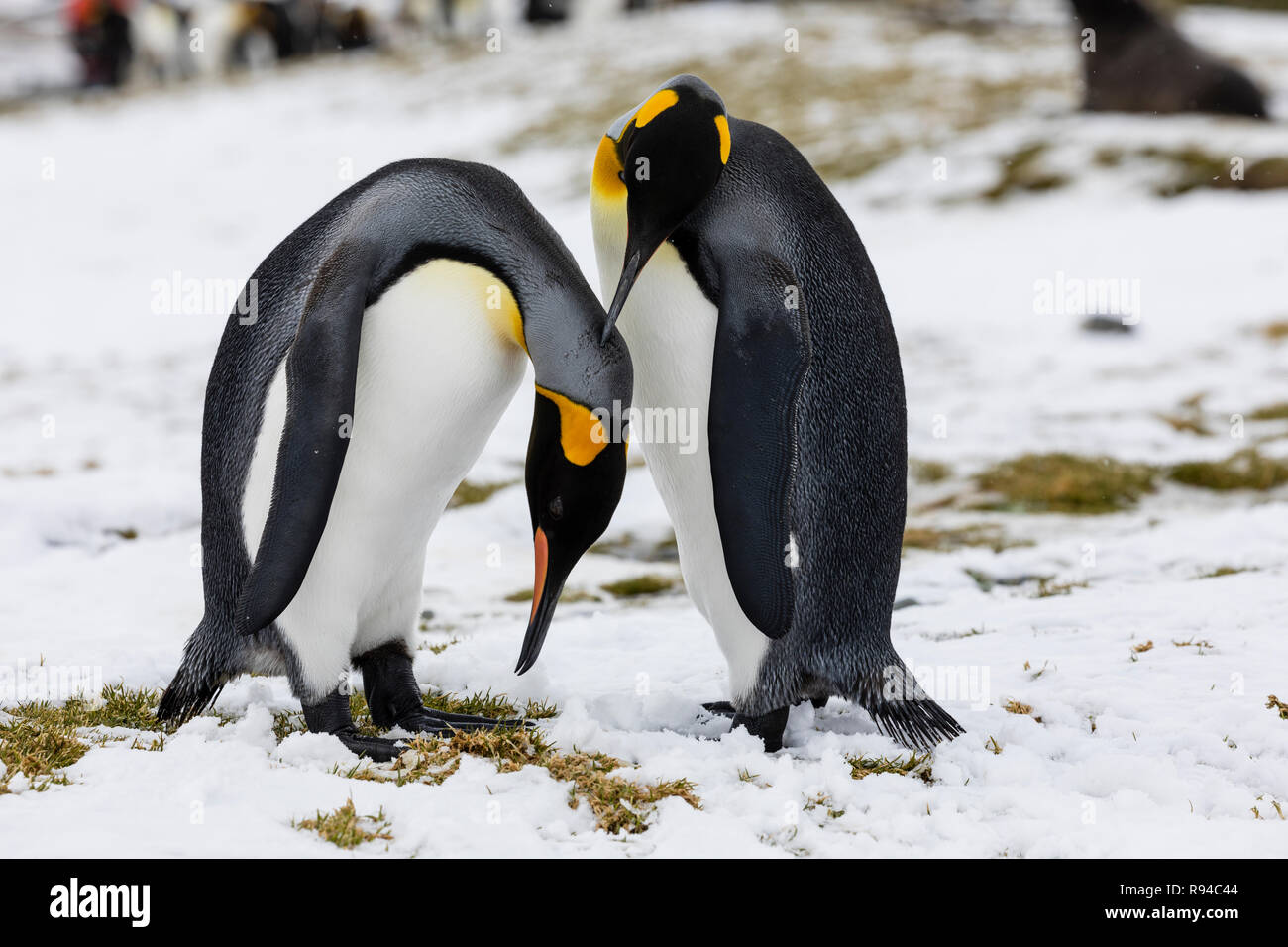 Ein in der Liebe Königspinguin paar Austausch Zärtlichkeit auf Fortuna Bay, South Georgia, Antarktis Stockfoto