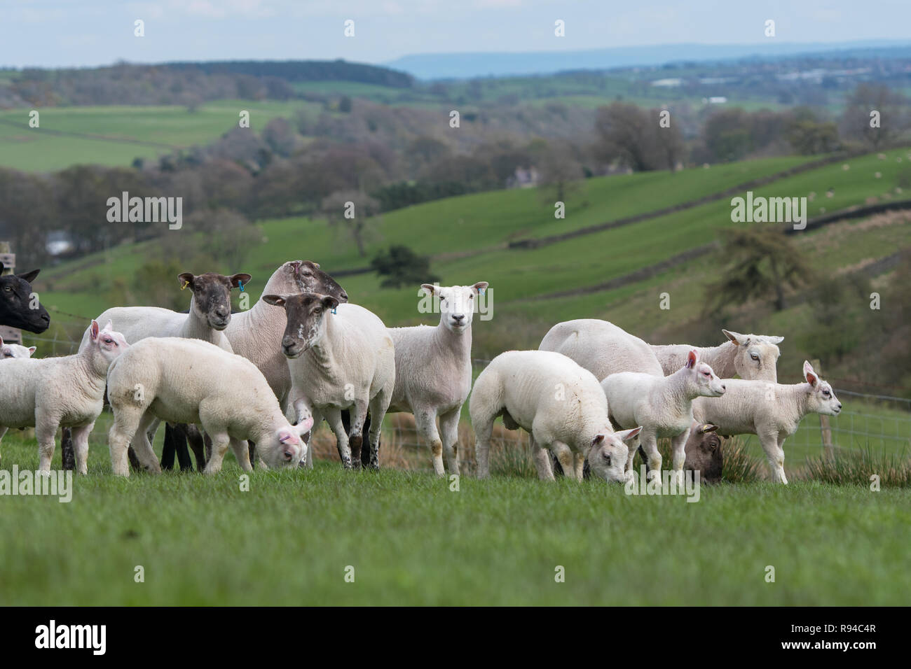 Herde von Schafen und Lämmern in der Landschaft im Teesdale, Co Durham. Stockfoto