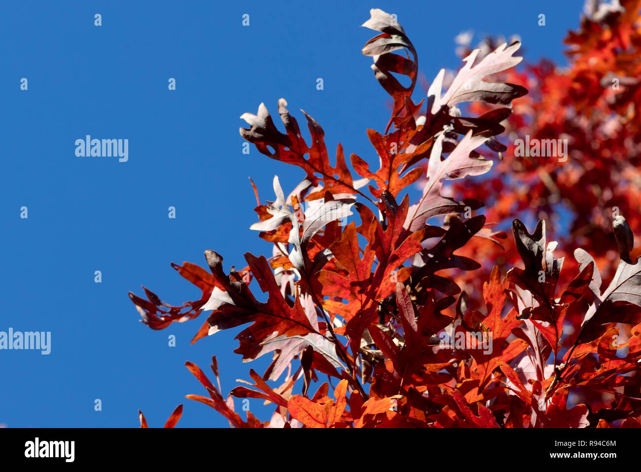 Blätter im Herbst in der Nachmittagssonne. Stockfoto