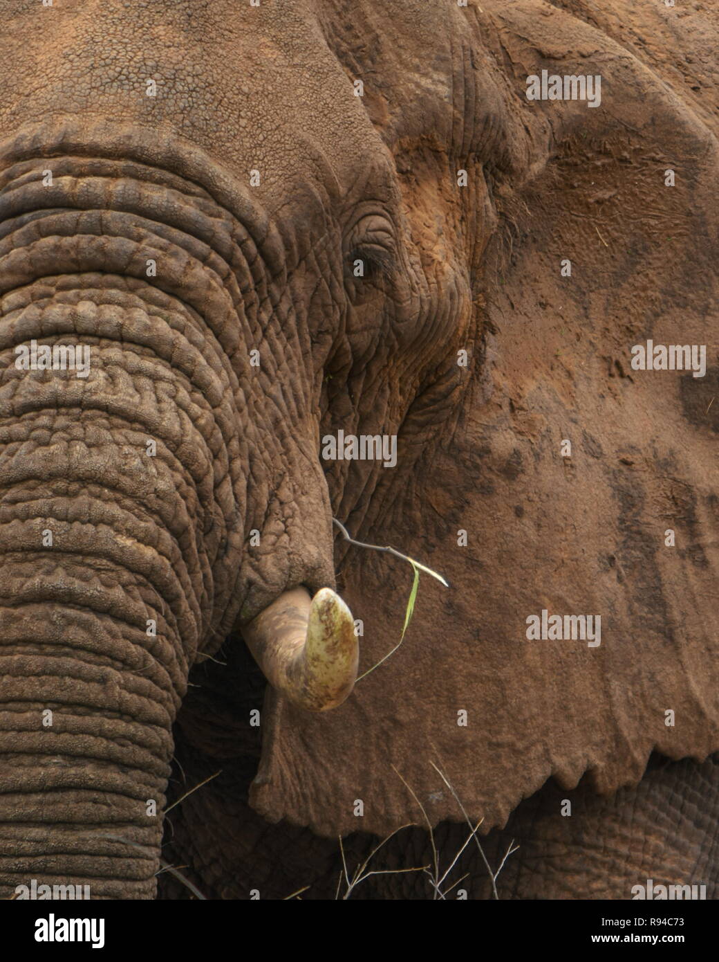 Ein Afrikanischer Elefant in der Samburu National Reserve, Kenia Stockfoto