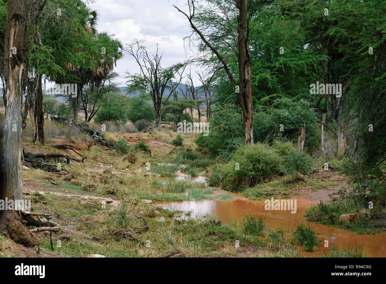 Ewaso Nyiro River in Samburu National Park, Kenia Stockfoto