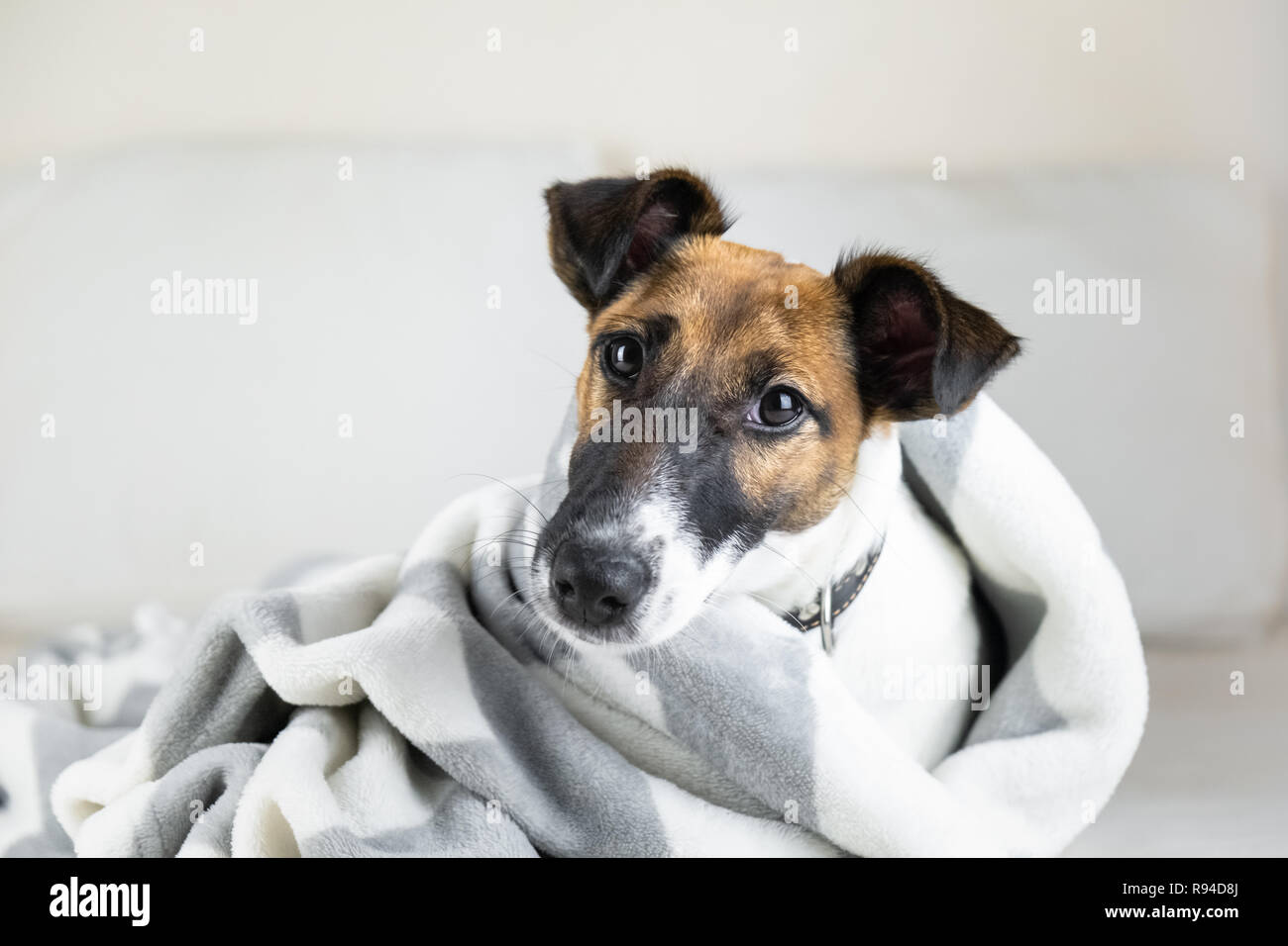 Smooth Fox Terrier Welpen in der gemütlichen Decke. Süße kleine Hund in Plaid liegen im Bett zu Hause werfen Stockfoto