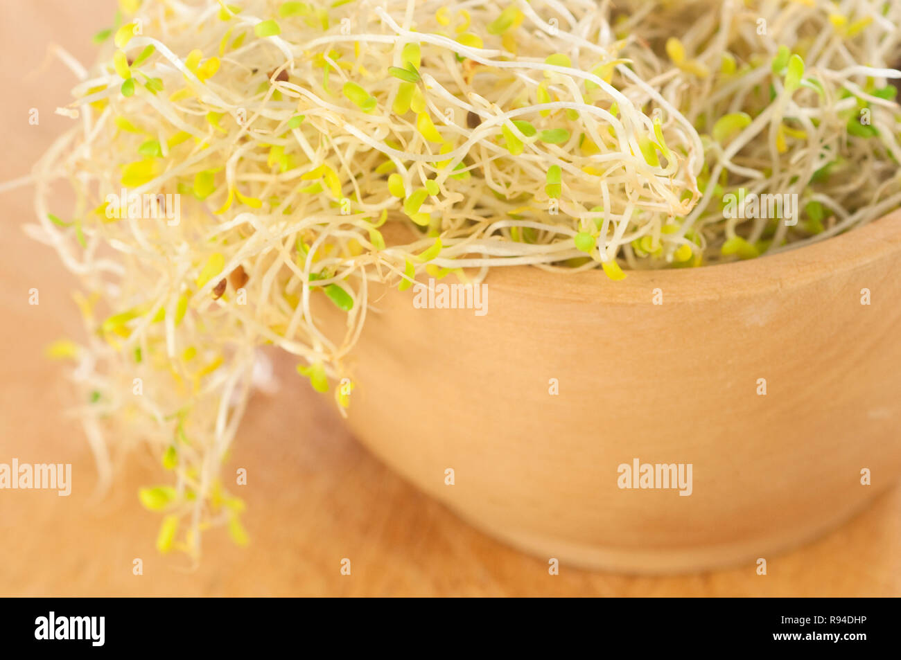 Alfalfa Sprossen, Medicago Sativa Stockfoto