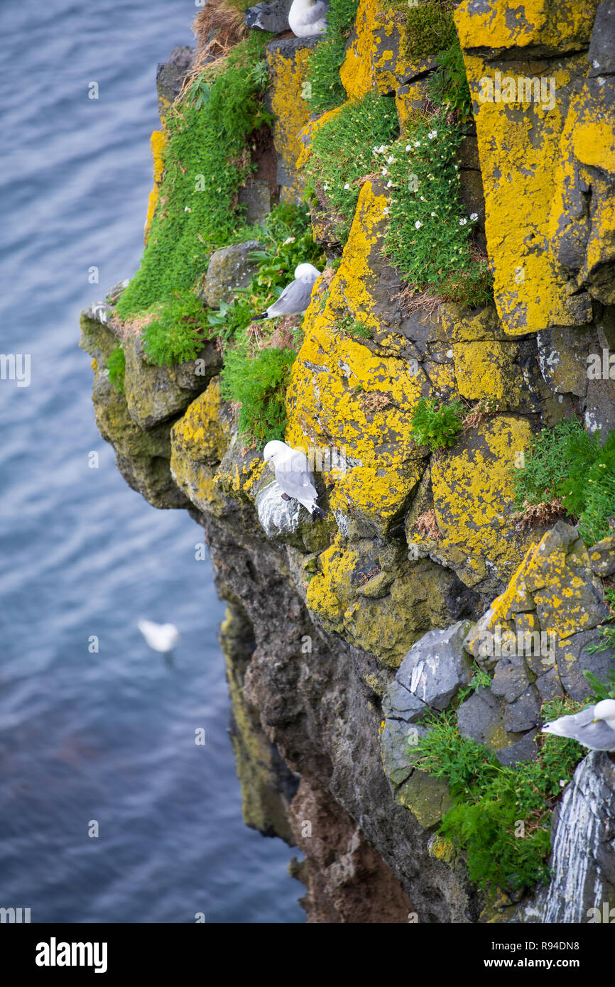 Nisten Möwen auf einer steilen Felswand in Nordirland Carrick-a-rede rope bridge Stockfoto