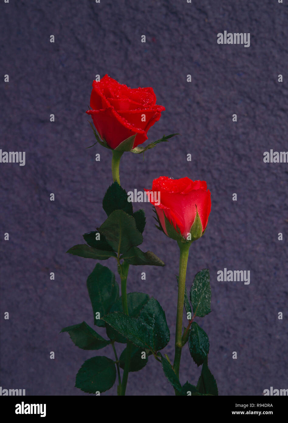 Zwei rote Rosenblüten Stockfoto