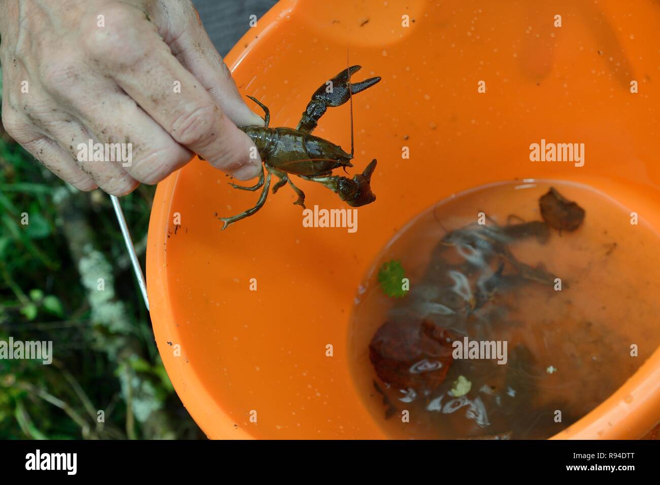 Weiß - dohlenkrebs (Austropotamobius pallipes) für die Translokation zu eine Arche Ort, sichere eingeführt ab Signal Crayfish, Gloucestershire, UK gefangen. Stockfoto