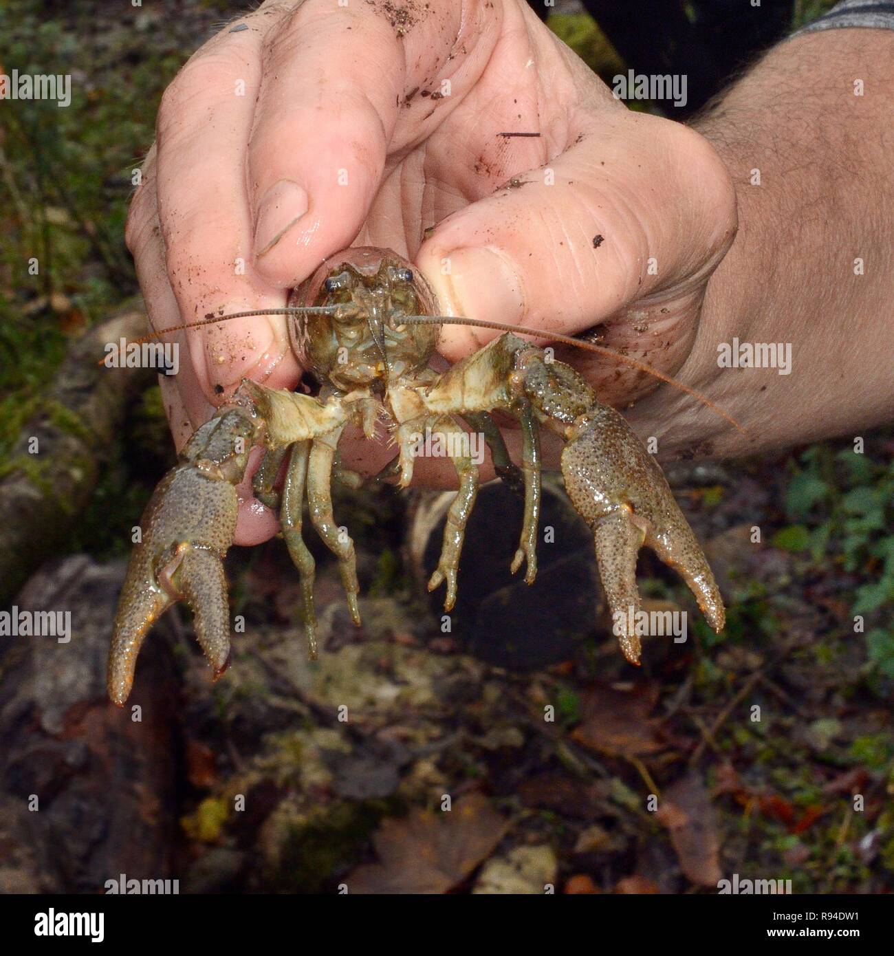 Weiß - dohlenkrebs (Austropotamobius pallipes) für die Translokation zu eine Arche Ort, sichere eingeführt ab Signal Crayfish, Gloucestershire, UK gefangen. Stockfoto