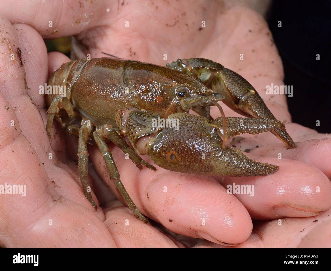 Weiß - dohlenkrebs (Austropotamobius pallipes) für die Translokation zu eine Arche Ort, sichere eingeführt ab Signal Crayfish, Gloucestershire, UK gefangen. Stockfoto