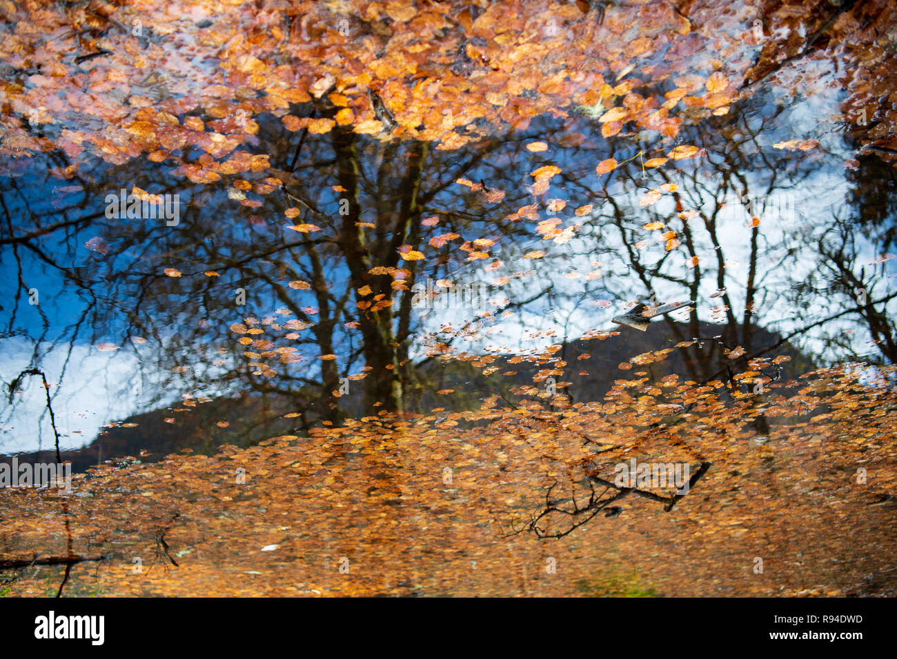 Reflexion der Herbstbäume