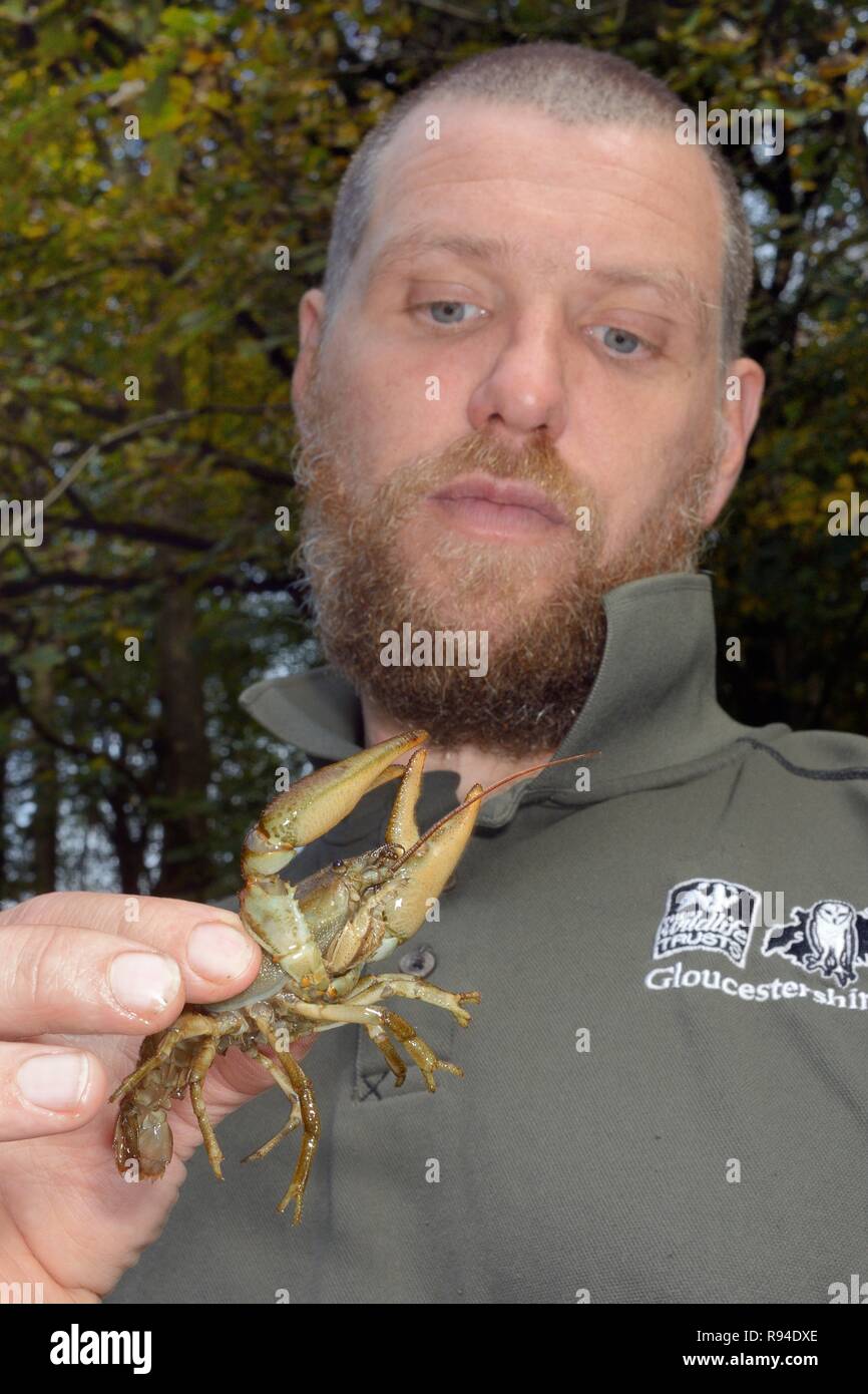 Weiß - dohlenkrebs (Austropotamobius pallipes) für die Translokation zu eine Arche Ort, sichere eingeführt ab Signal Crayfish, Gloucestershire, UK gefangen. Stockfoto