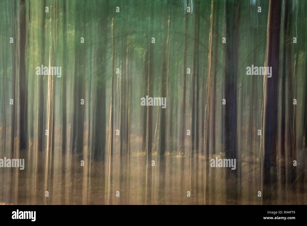 Mit unscharfen Wald Szene, Bäume, Baumstämme, Landschaft Abstrakte Stockfoto
