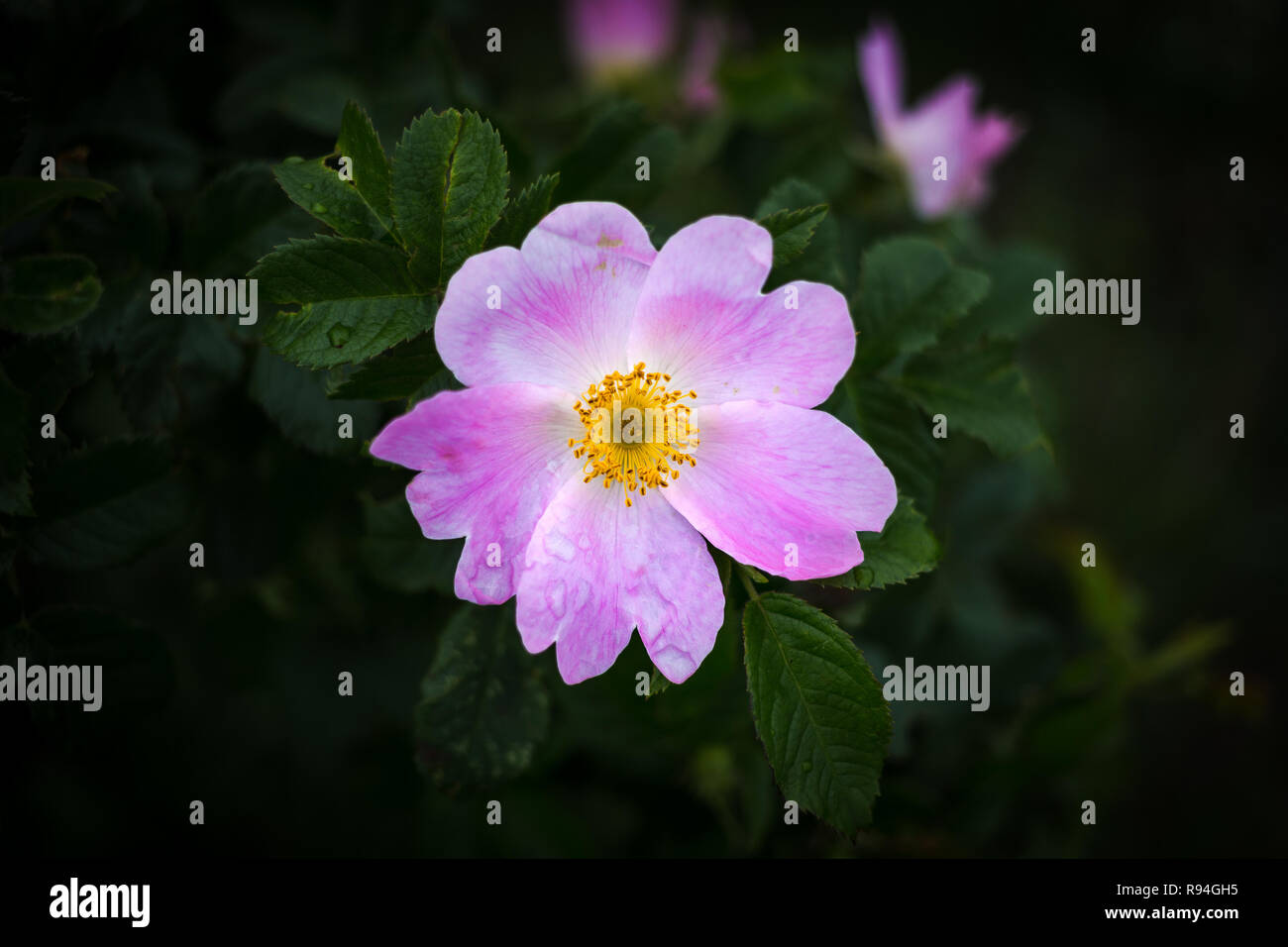 Rosa Canina mit auch bekannt als Dog Rose hat großen, rosa oder fünf blättrige Blüten Stockfoto