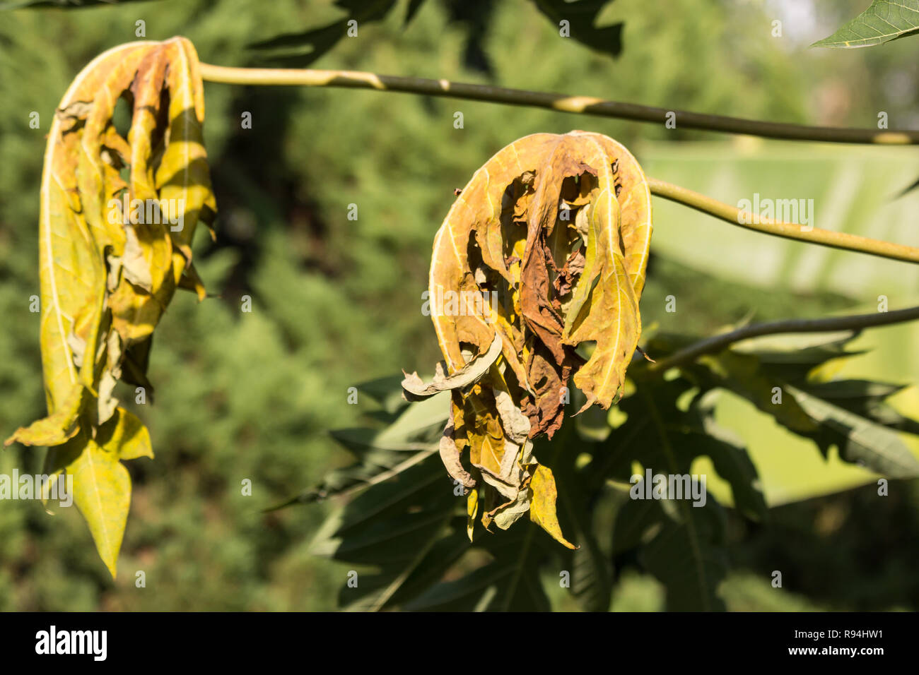 Papaya krankheit Fotos und Bildmaterial in hoher Auflösung Alamy