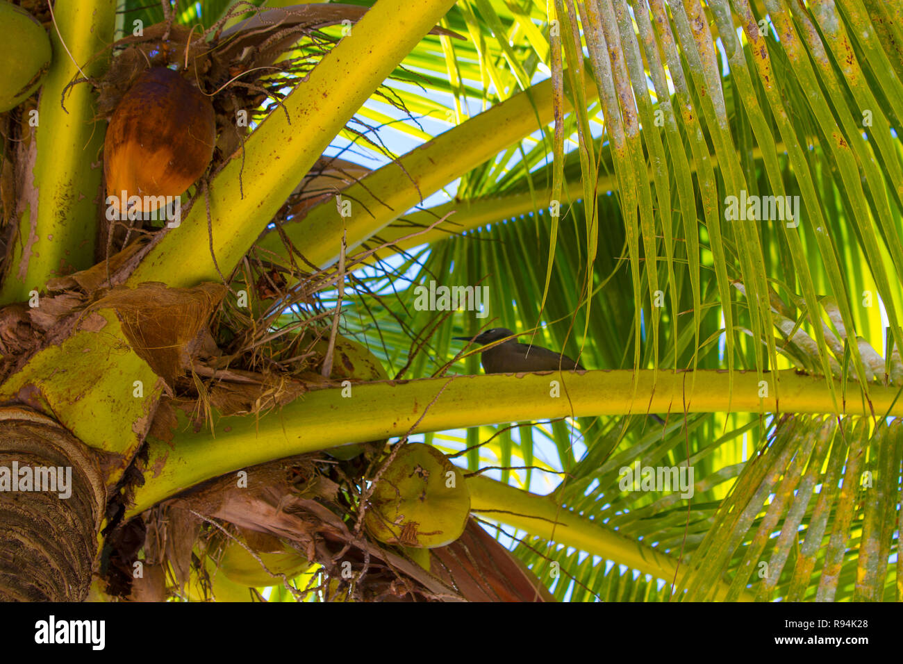 Vögel von Rangiroa Atoll, Tuamotu Islands, Französisch-Polynesien. Stockfoto